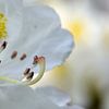 Eine weiße Blüte eines Rhododendrons von Gerard de Zwaan