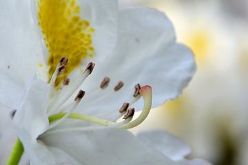 Een witte bloem van een rododendron van Gerard de Zwaan