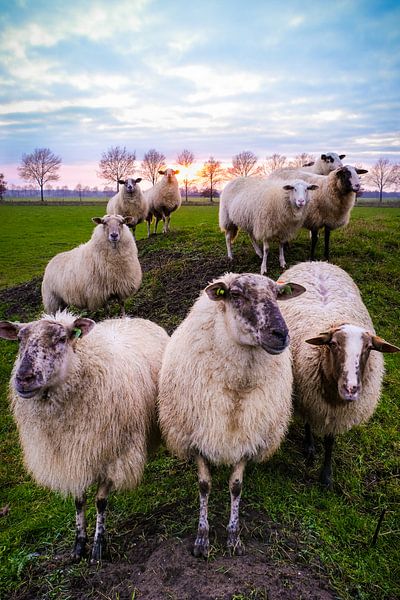 sheep family by P Hogeveen