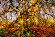 Silhouette hanging beech tree trunk and branches bare in spring by Dieter Walther thumbnail