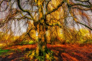 Silhouette Hänge-Buche Baumstamm und Äste kahl im Frühling