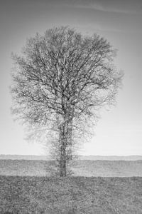 Baum(e) von Detty Verbon