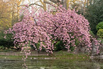 Japanese cherry tree is in bloom in a large park by Marcel Derweduwen