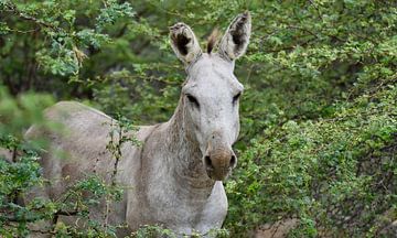 Donkey among the bushes by Pieter JF Smit