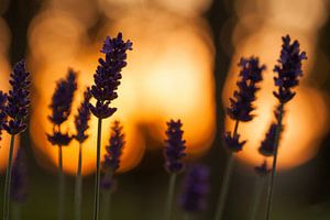 Lavendel tijdens zonsondergang van Robbie Veldwijk