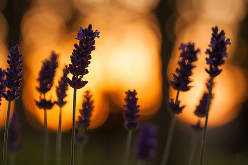 Lavendel tijdens zonsondergang