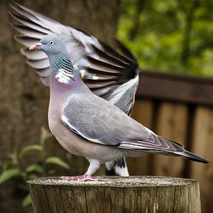 Die Taube dahinter tanzt einen Verführungstanz!