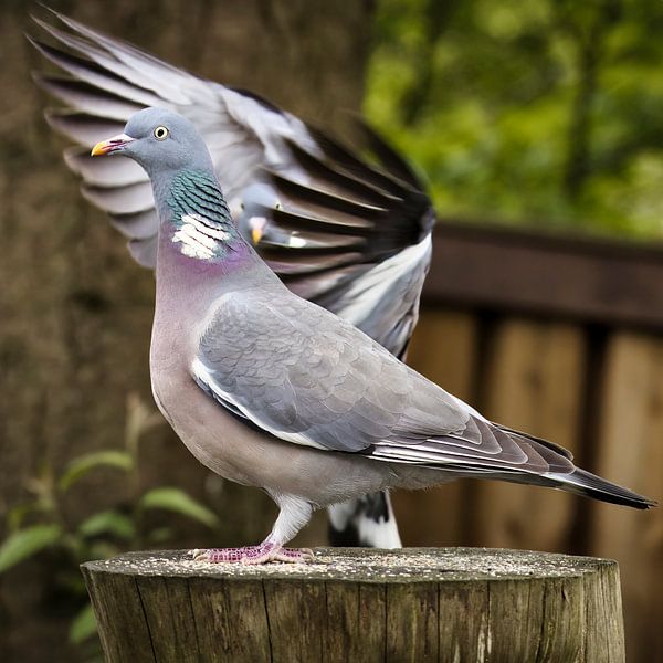 Dove behind it does a seduction dance! by Saranda in t Veld Fotografie