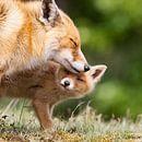 Red fox and her cub von Menno Schaefer Miniaturansicht