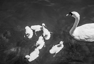 Famille de cygnes en noir et blanc