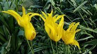 gele tulp 