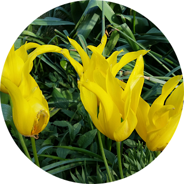 gele tulp  van Mr.Passionflower