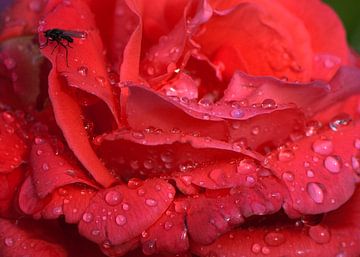 Rode roos met regendruppels  van Ina Hölzel