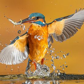 IJsvogel... van Arno van Zon photography