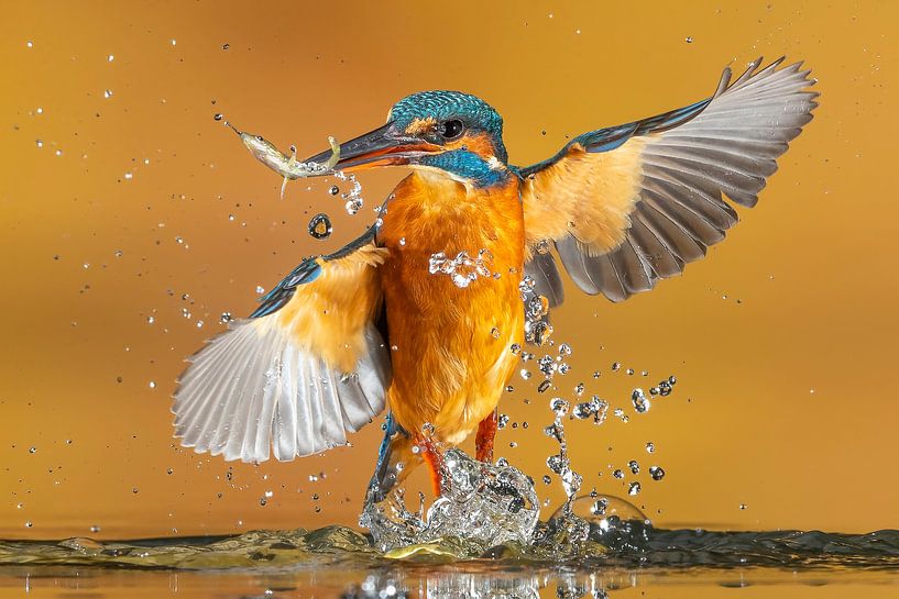 Le martin-pêcheur... par Arno van Zon