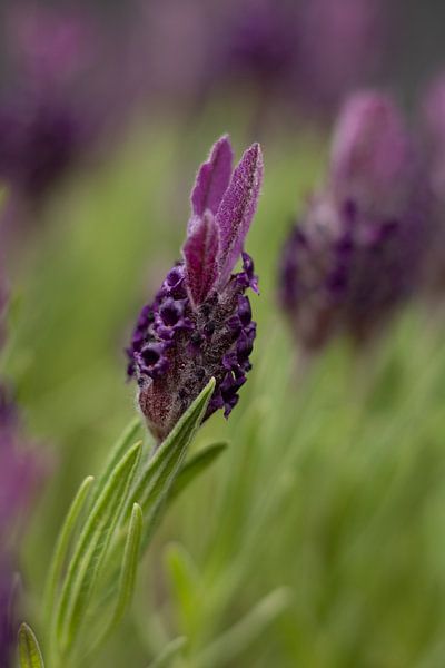 Lavender by Aly de Haan