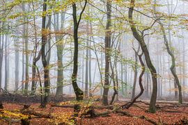 Falltather Original von Lars van de Goor