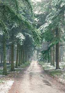 Winterlicher Kiefernwald an einem kalten Wintertag mit einer dünnen Schicht