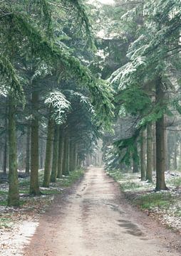 Winter dennenbos tijdens een koude winterdag van Sjoerd van der Wal Fotografie