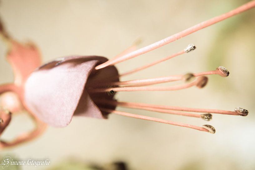 closed flower by Simone van der Heide