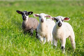 Domestic sheep lambs by Sven-Erik Arndt