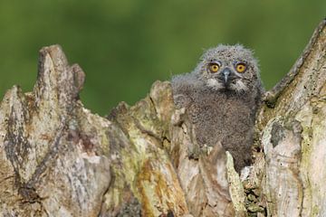 Europese Oehoe (Bubo bubo) van Ronald Pol