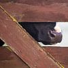 Vache cachée derrière la clôture sur Harry Kolenbrander
