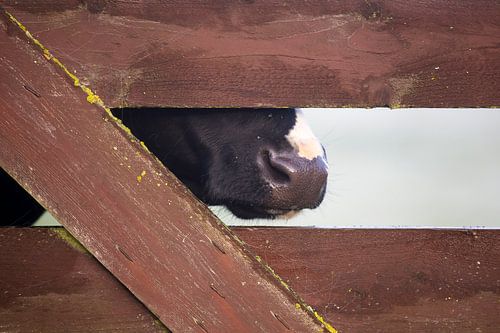Vache cachée derrière la clôture