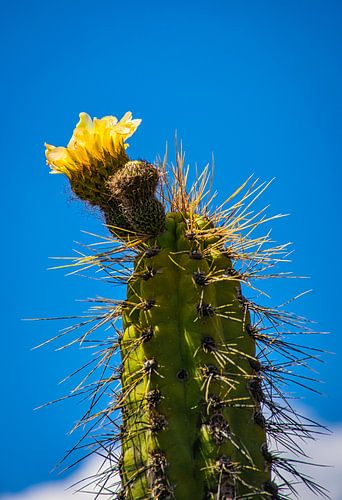 Geel bloeiende grote cactus in de woestijn van Rietje Bulthuis