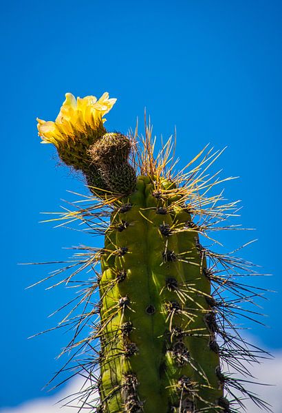 Geel bloeiende grote cactus in de woestijn van Rietje Bulthuis