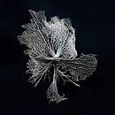 skelet van een hortensia blaadje van Klaartje Majoor thumbnail