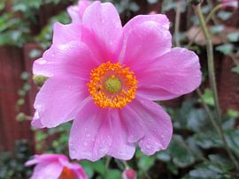 Autumn anemone in the rain by Gerold Dudziak