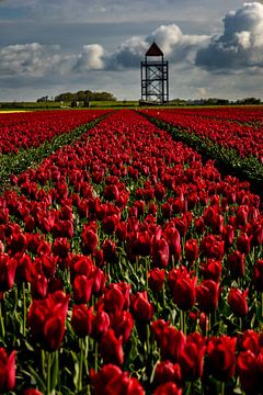 rode tulpen voor de toren
