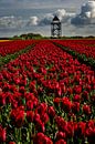 rote Tulpen für den Turm von peterheinspictures Miniaturansicht