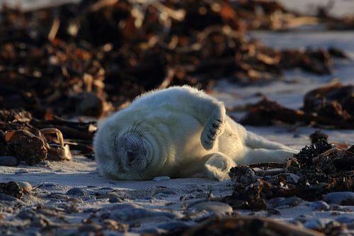 Grijze Zeehond Brul Helgoland Eiland Duitsland
