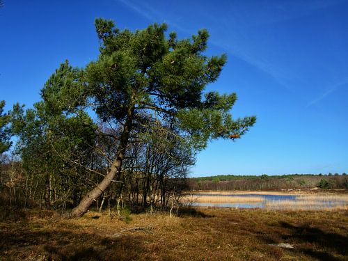 Boom bij duinmeertje