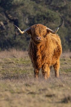 Schotse Hooglander van Marieke Deinum