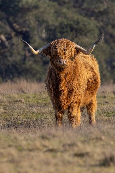 Scottish Highlander by Marieke Deinum
