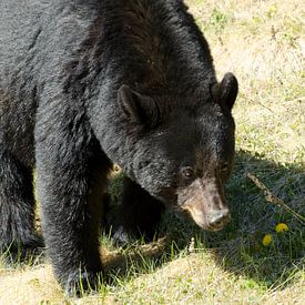 Schwarzbär in Kanada von Ohana
