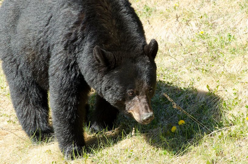 Zwarte beer in Canada van Ohana