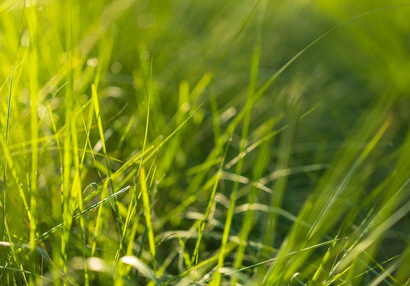 Grass in the sunlight - Dwingelderveld - Drenthe (Netherlands) by Marcel Kerdijk