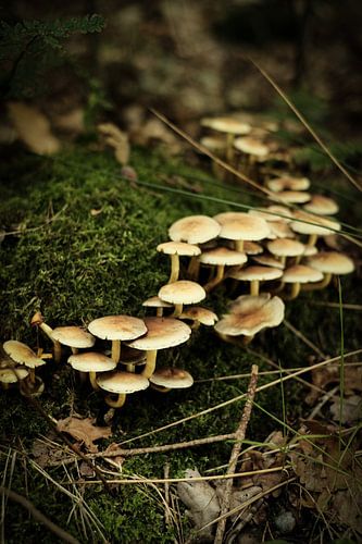 Groepje witte paddenstoelen op het groene mos | Nederland | Natuur- en Landschapsfotografie