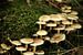 Groepje witte paddenstoelen op het groene mos | Nederland | Natuur- en Landschapsfotografie van Diana van Neck Photography