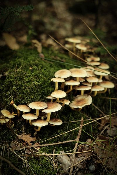 Groupe de champignons blancs sur la mousse | Photographie de la nature par Diana van Neck Photography