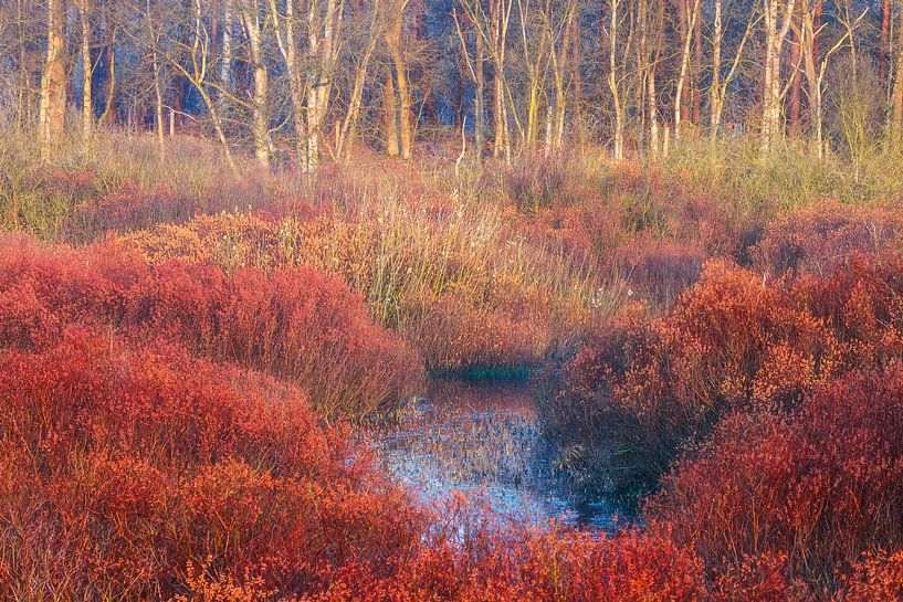 Atmospheric morning with birch and gale by Karla Leeftink