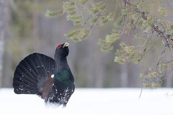 Auerhoen in het Boreale zone in Finland