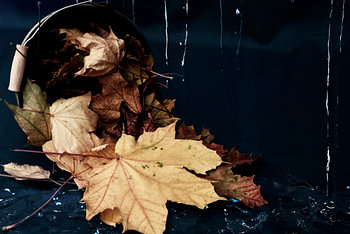 Herbstblätter