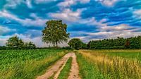 Couvert sur un chemin sablonneux