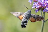 Hummingbird butterfly sniffs honey.