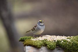 Eine Fahne am Futtertrog